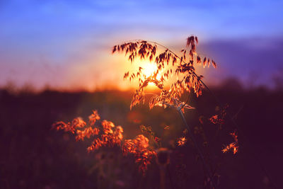 Close-up of plants growing on field against sky during sunset