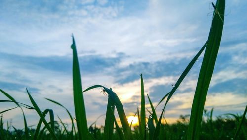 Close-up of grass growing on field against sky