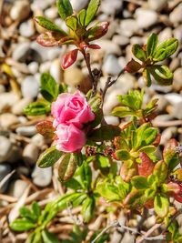 Close-up of pink flowering plant