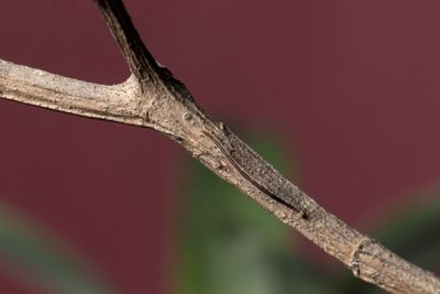 Low angle view of plant