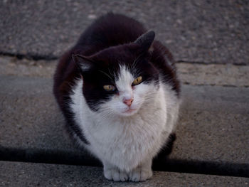 Close-up portrait of cat on footpath