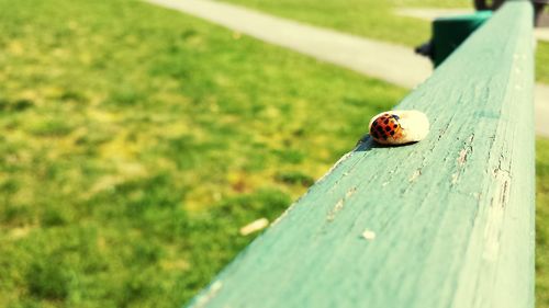 Close-up of ladybug on leaf