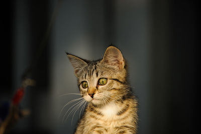 Close-up portrait of a cat at home