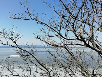 Low angle view of bare tree against clear blue sky