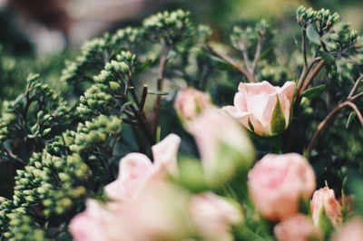 Close-up of roses growing outdoors