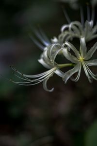 Close-up of white flower