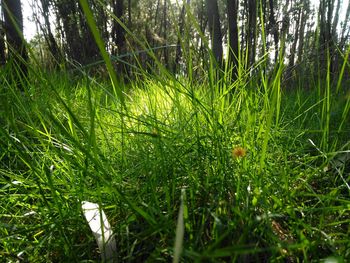 View of trees growing in field