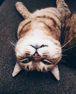 High angle view of cat resting