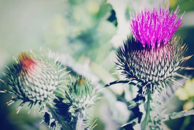 Close-up of thistle flower