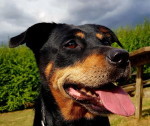 Close-up of dog looking away