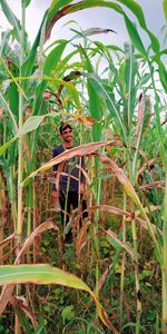 Portrait of man on plant in field