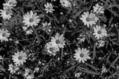 High angle view of daisies growing on field