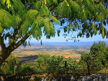 Scenic view of trees against sky