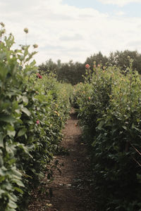 Plants growing on field