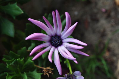 Close-up of purple flowers