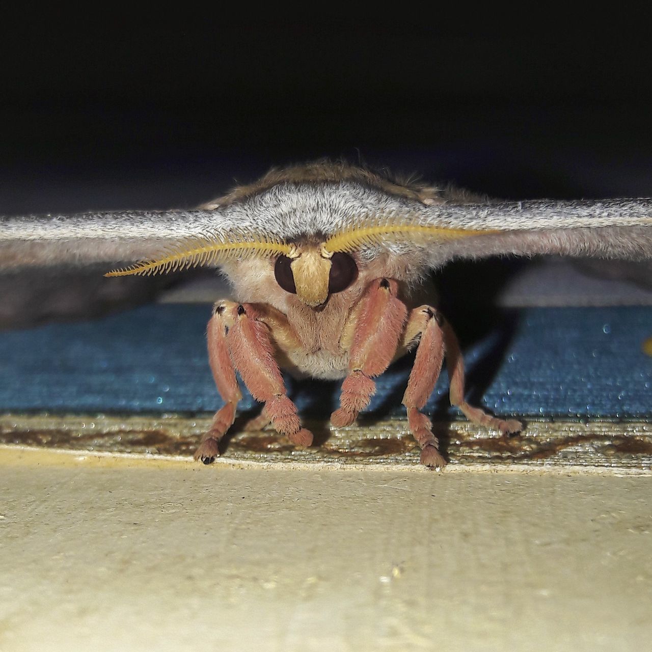 CLOSE-UP OF GRASSHOPPER