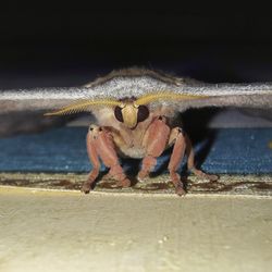 Close-up of insect on beach