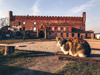View of a cat sitting against buildings in city