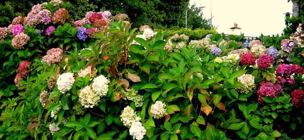 Close-up of pink flower blooming in garden