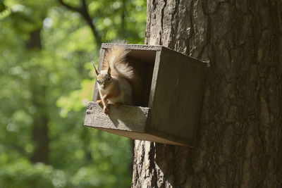 View of a cat on tree trunk