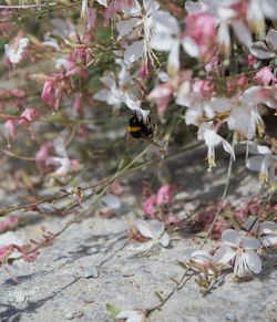 Close-up of bee pollinating flower