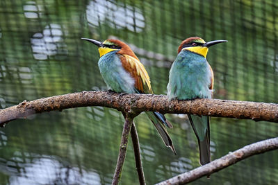 Close-up of birds perching on branch