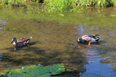 High angle view of mallard ducks swimming on lake