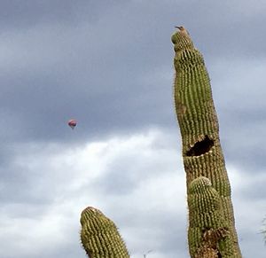 Low angle view of cactus plant against sky