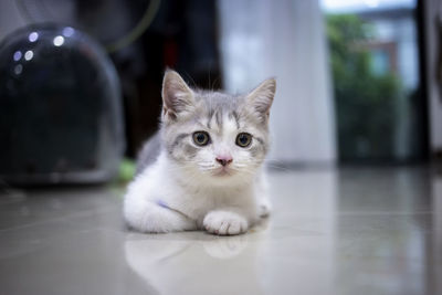 Portrait of cat relaxing on floor at home