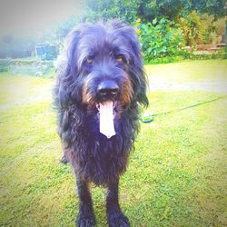 Portrait of dog on field