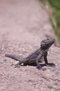 Close-up of lizard on land