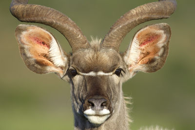 Close-up portrait of greater kudu