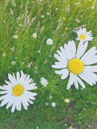 High angle view of white daisy flowers on field