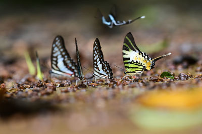 Close-up of butterfly on ground