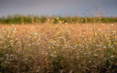 High angle view of stalks in field against sky