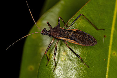 Close-up of spider on leaf