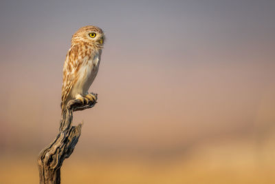 Close-up of a bird perching on a tree