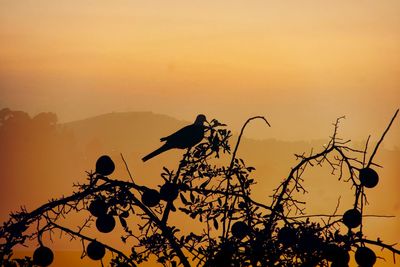 Low angle view of silhouette tree against orange sky