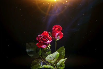 Close-up of pink rose flower against black background