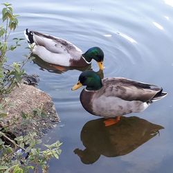 High angle view of mallard duck swimming on lake