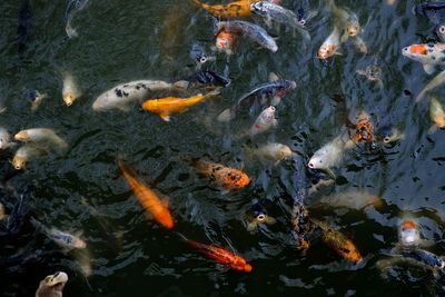 High angle view of koi carps swimming in lake