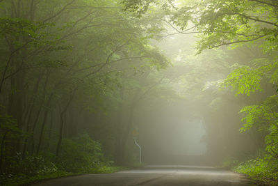 Road amidst trees in forest