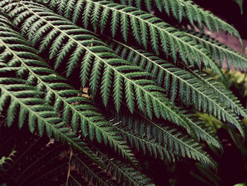 Close-up of fern leaves