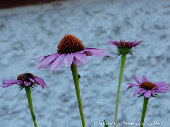 Close-up of pink flowering plants