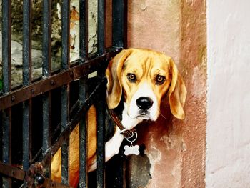Portrait of dog against wall
