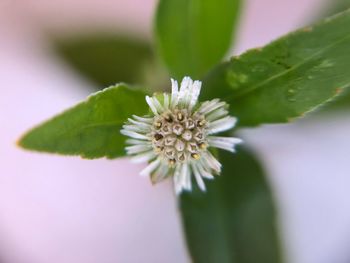 Close-up of white flowering plant