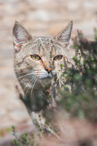 Portrait of a cute tabby outdoor mix breed cat