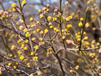Close-up of yellow flowers blooming on tree