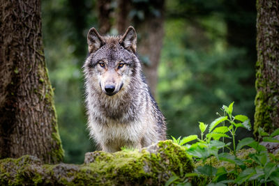 animal