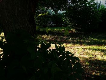 Trees and plants growing on field